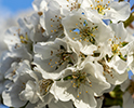 Orchard Blossom 80